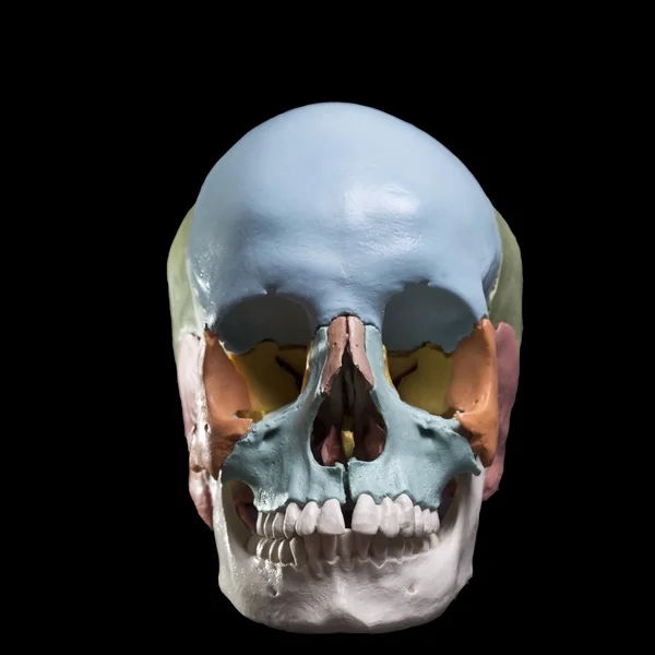 Model van een menselijke schedel — Stockfoto