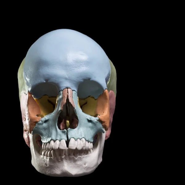 Modelo de cráneo humano — Foto de Stock