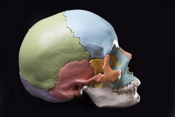 인간의 두개골의 모델 — 스톡 사진