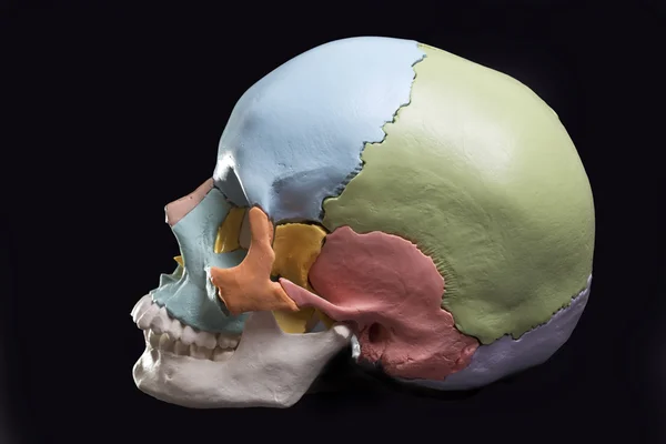 인간의 두개골의 모델 — 스톡 사진