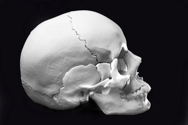 Модель черепа человека — стоковое фото