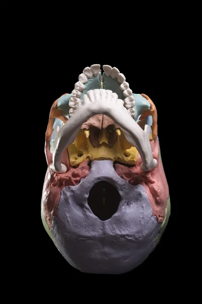 Model of a human skull — Stock Photo, Image