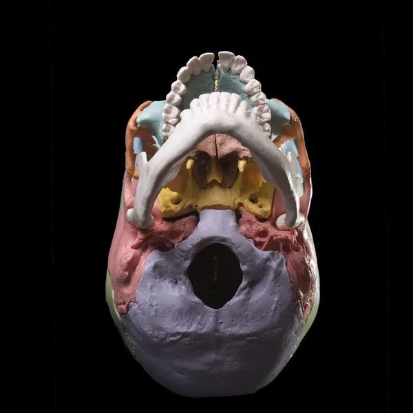 Bir insan kafatası modeli