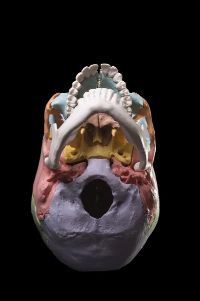 Model of a human skull — Stock Photo, Image