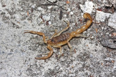 Sarı Akrep, Buthus occitanus