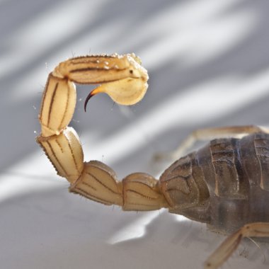 yellow scorpion, Buthus occitanus clipart