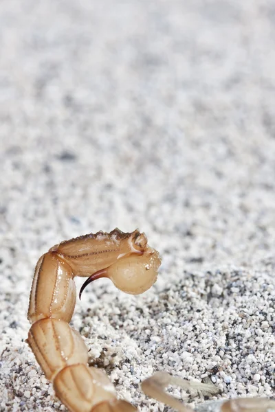Gelber Skorpion, buthus occitanus — Stockfoto