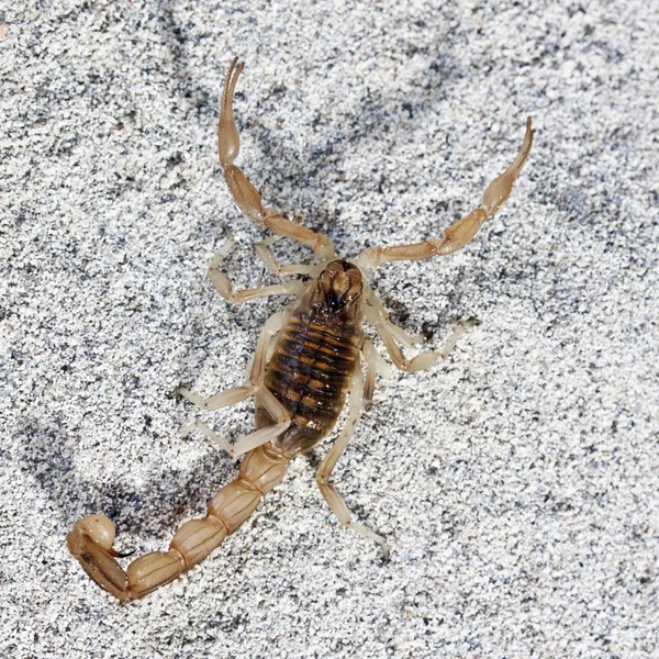 Gelber Skorpion, buthus occitanus — Stockfoto