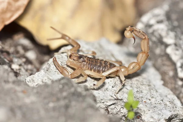 Gele scorpion, Buthus occitanus — Stockfoto