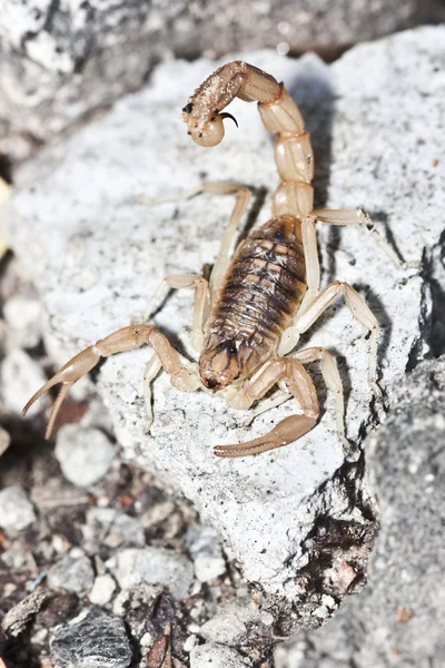 Gelber Skorpion, buthus occitanus — Stockfoto