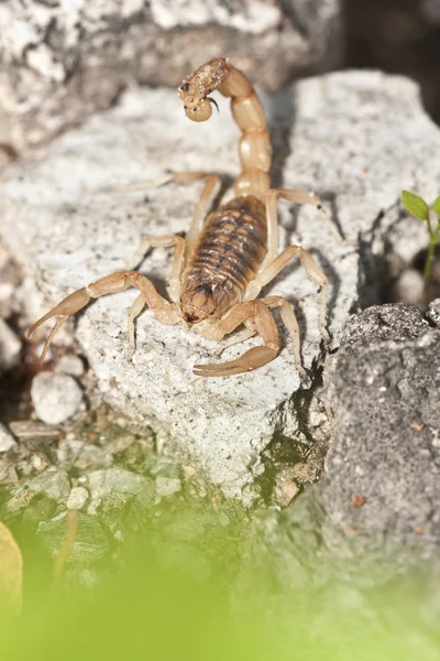 Gelber Skorpion, buthus occitanus — Stockfoto