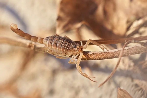 Gele scorpion, Buthus occitanus — Stockfoto