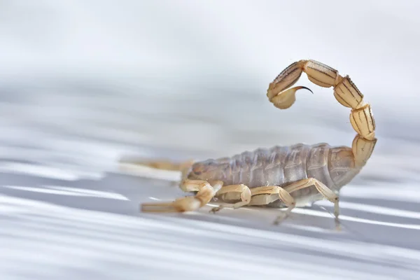 Żółty Skorpion, Buthus occitanus — Zdjęcie stockowe