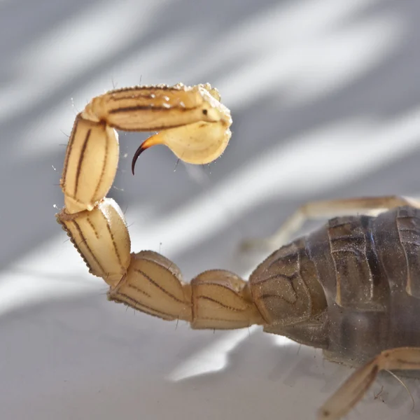 Желтый скорпион, Buthus occitanus — стоковое фото