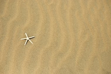 one starfish in the sand