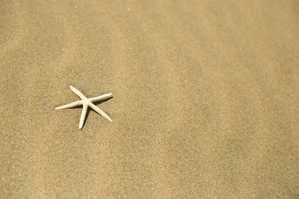 One starfish in the sand — Stok fotoğraf