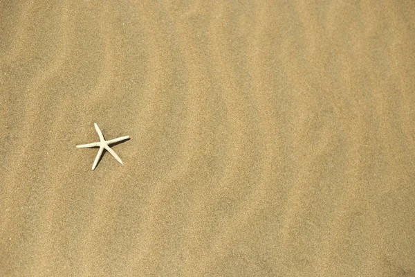 One starfish in the sand — Stok fotoğraf