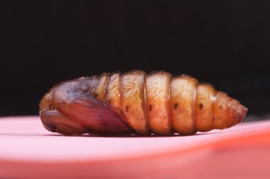 böcek burun güve koza siyah izole