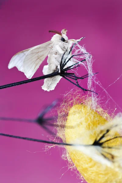 Casulo de borboleta de seda — Fotografia de Stock