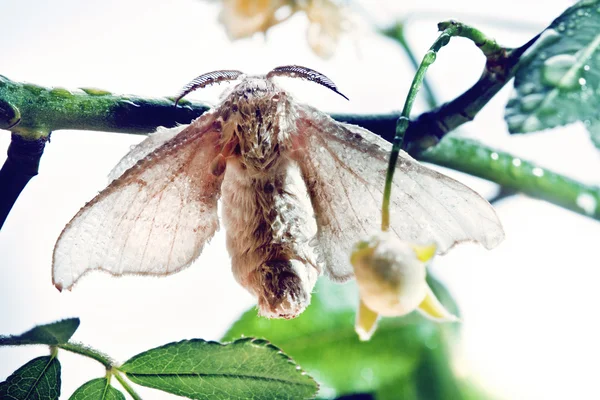 Capullo de mariposa de seda —  Fotos de Stock