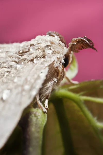 Bozzolo di farfalla di seta — Foto Stock