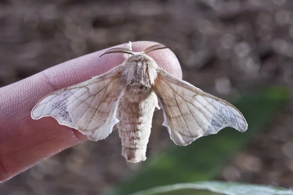 Silk butterfly cocoon — Stock Photo, Image