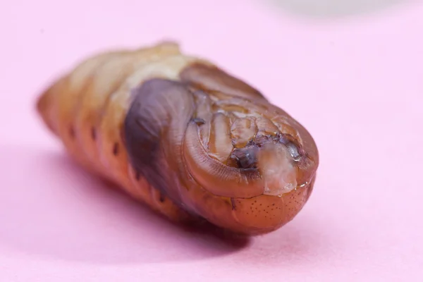 Chrysalis Comida larval de asiáticos — Fotografia de Stock