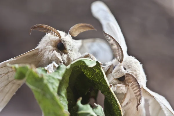 Two silk butterfly cocoon — Stock Photo, Image