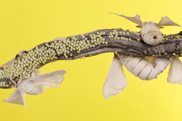 Vier dagvlinder uit cocoon en eieren — Stockfoto