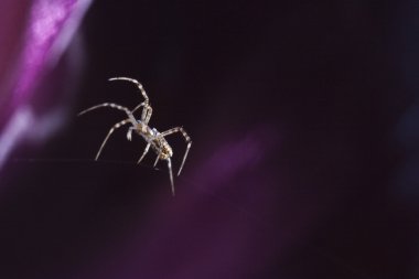 Yürüyen örümcek ağı