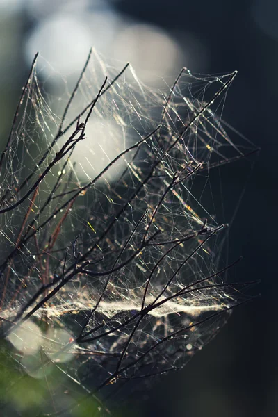 Belíssima teia de aranha — Fotografia de Stock