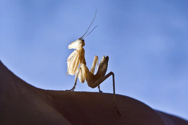 Nymf praying mantis i blå blackground — Stockfoto