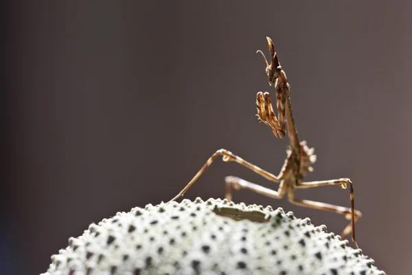 Empusa Pennata női barna háttér — Stock Fotó