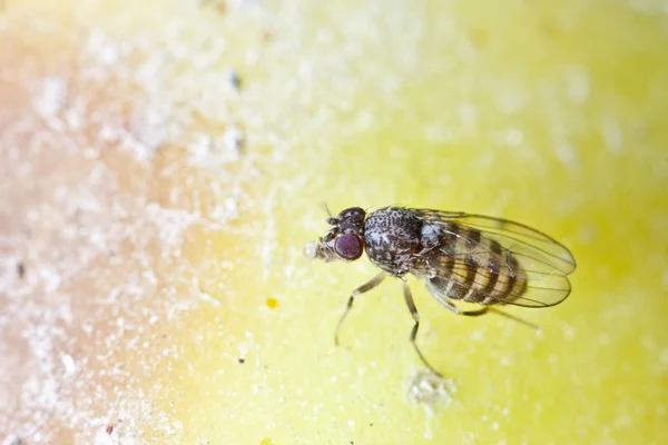 Mouche des fruits sur la nature sauvage (Drosophila Melanogaster ) — Photo