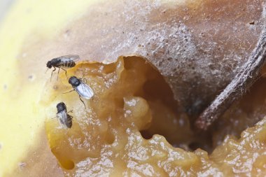 fruitfly on the wild nature (Drosophila Melanogaster) clipart