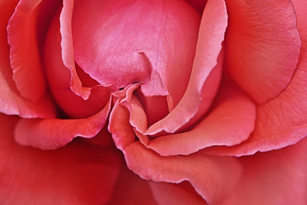 Rosa rosa fondo —  Fotos de Stock