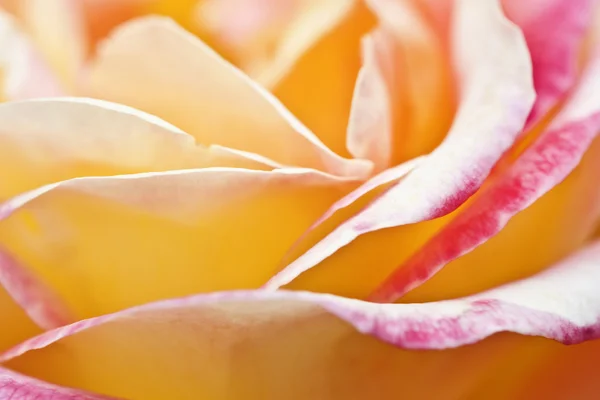 玫瑰花瓣的细节 — 图库照片