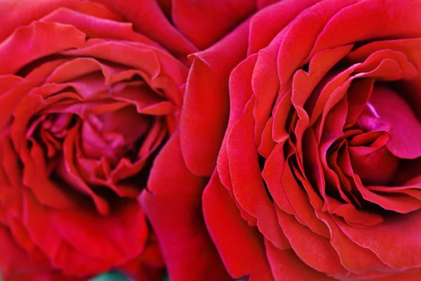 Vermelho rosa fundo — Fotografia de Stock