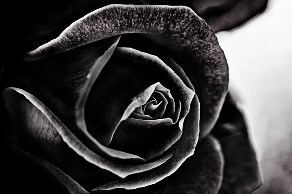 Rosa en blanco y negro —  Fotos de Stock