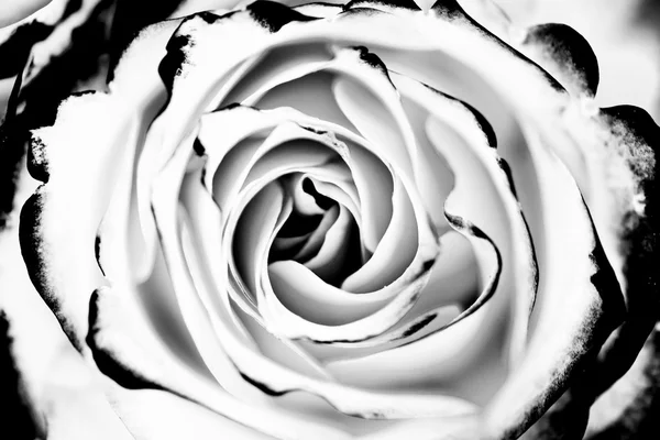 Fond rose blanc — Photo