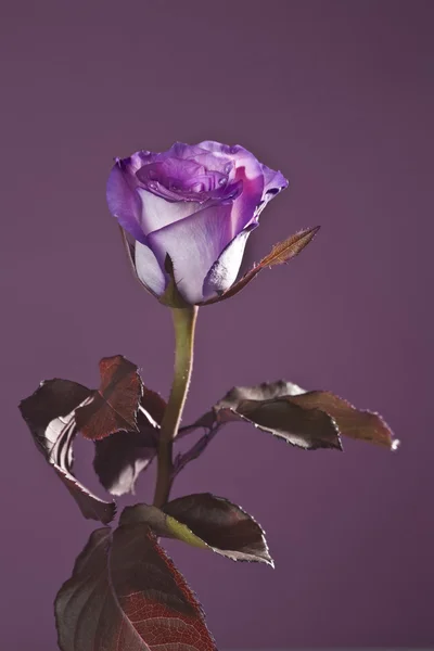 purple rose in background purple