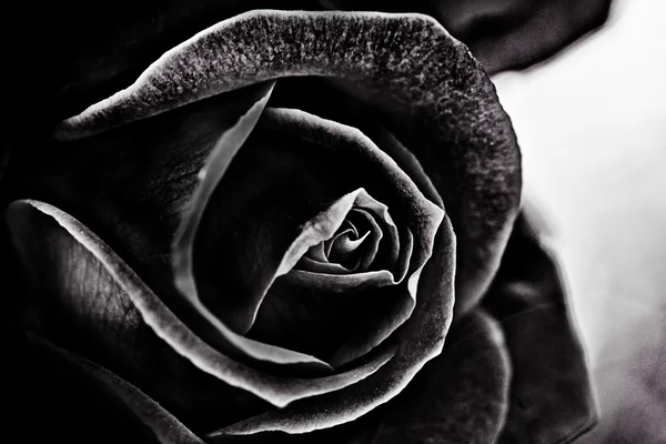 Siyah-beyaz gül — Stok fotoğraf