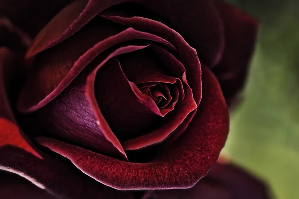 Vermelho rosa fundo — Fotografia de Stock