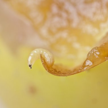 bir solucan fruitfly vahşi doğa (Drosophila Melanogaster üzerinde)