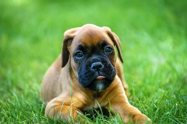 Boxer puppy portrait — Stock Photo, Image