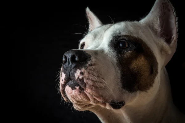 siyah arka plan üzerine Arjantinli köpek