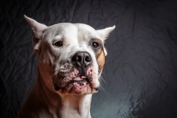 Perro con una expresión extraña — Foto de Stock