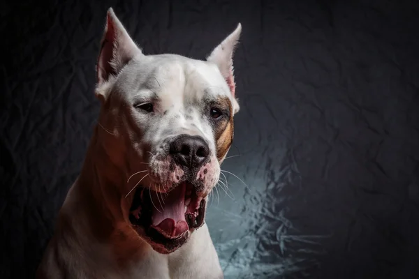 Cão bocejo — Fotografia de Stock