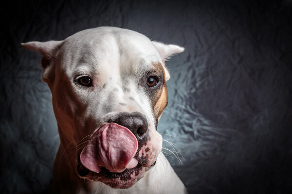 Dog showing tongue