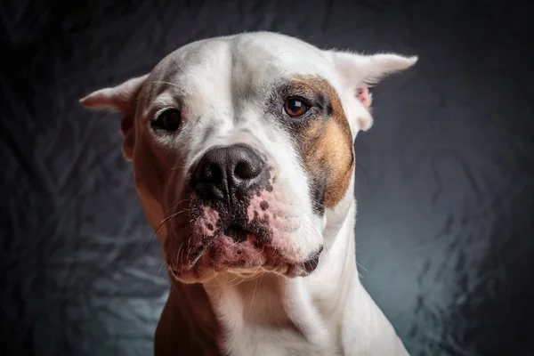 Frightened dog — Stock Photo, Image